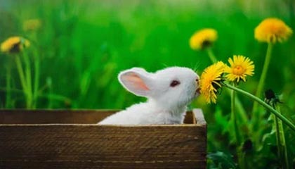 官方：詹姆斯战纽卡的任意球世界波当选切尔西12月最佳进球